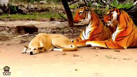 Prank dog & Fake Tiger Vs Dog Prank Video