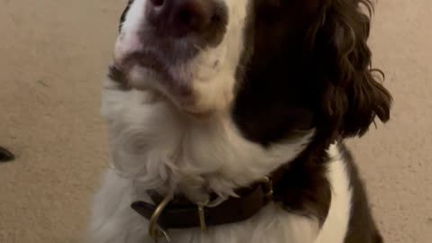 Springer Spaniel Agitating For Potty Time! #shortsviral #shortsvideo #dog #springerspaniel