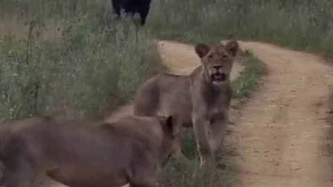 Búfalo Distraído, um búfalo distraído vai direção de Leões, vejam o que aconteceu!!