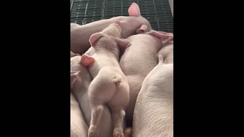 Napping piglet adorably wiggles its tail