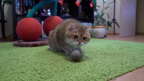 Catnip Ball!