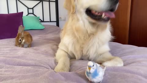 It is impossible to Believe! Dog, Rabbit and Budgie Together on my Bed