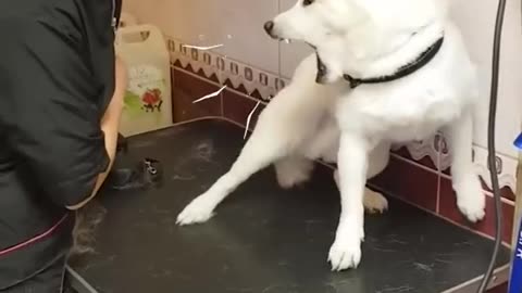how to train angry dogs