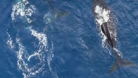 Beluga Whale Show At Yokohama Hakkeijima Sea Paradise 4K.🐬🐬.