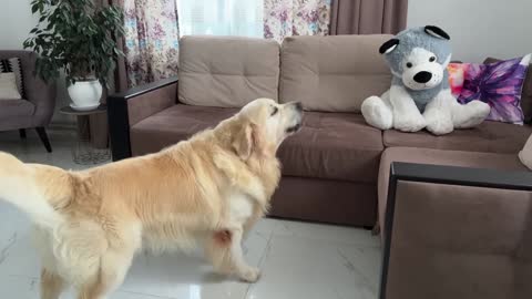 Funny Reaction of a Golden Retriever to a Husky Soft Toy