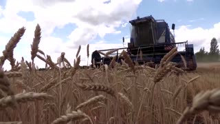 Ukrainian farmer braves shelling to harvest fields