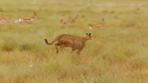 WORLD’S FASTEST ANIMALS FAIL! Grant’s Gazzele Take Down Cheetah With Horns, Lion Hunt Imapala Fail13