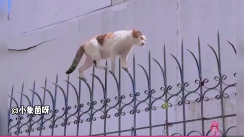 The Funniest Cats and Dogs on the Internet: Can't Stop Laughing at These Hilarious Videos