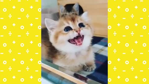 Funny And Cute Kittens Playing Together Compilation.Try Not To Laugh