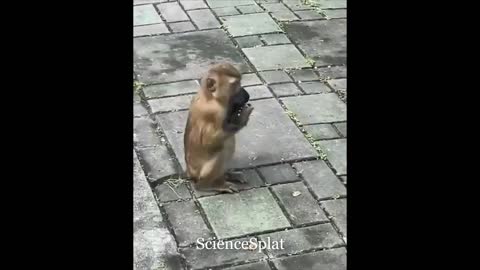 Monkey See Monkey Do