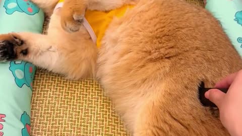 Funny and Cute Cats Video #84