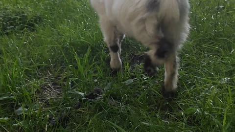 Helping a Baby Pygmy Goat with His Head Stuck in Fence