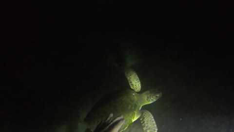 Shark Hole Night Dive, Bermuda