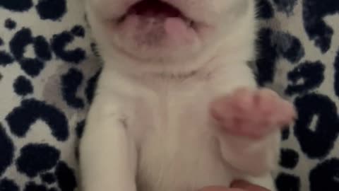 Frenchie Puppy Says Hi || Viral Verse