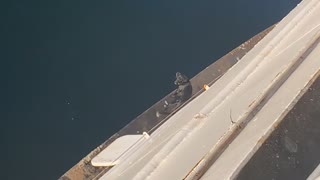 Dog On Unprotected Edge of Ferry