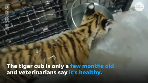 Bengal tiger cub found in New Mexico by police responding to shooting | USA TODAY