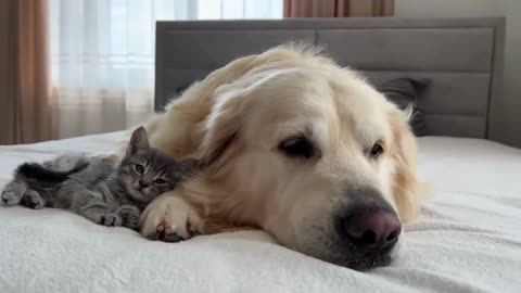 Golden Retriever Meets Golden Retriever Puppy for the First Time.