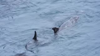 Taiji Japan - Family of about 10 Rissos Dolphins driven into the cove - All kiled