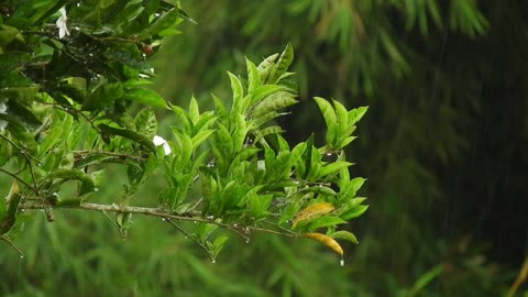 Walking in the rain - A walk in the park, rain sounds and beautiful relaxing piano music