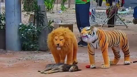 Huge Box Prank on Dog with a Fake Lion and Tiger That's So Funny