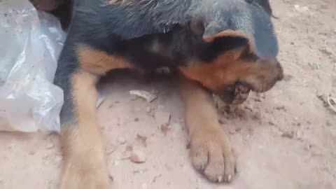 puppy eat and fighting