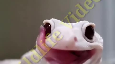 Smiling Lizard