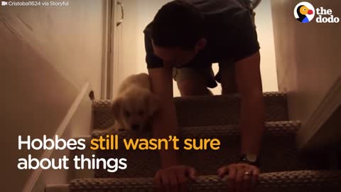 Puppy Tries Stairs For First Time With Help From Dad