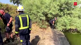 Wild boar rescued from Spanish pond
