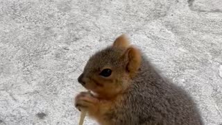 Woman feeding wild kind squirrel