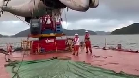 Catch whale carcasses - Hong Kong