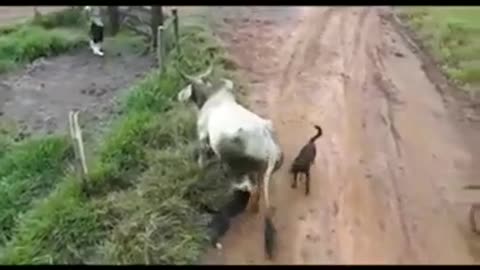 cow kicking a dog