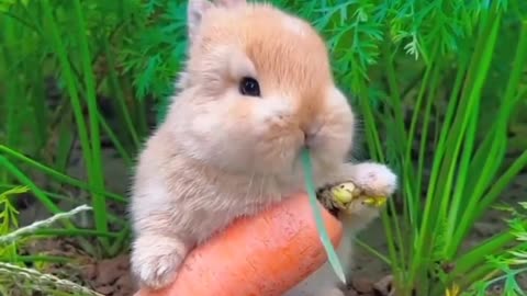 Loving rabbit # rabbit loves carrot 🥕🥕