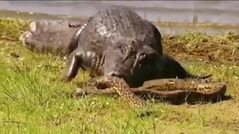 Anaconda Vs Crocodile