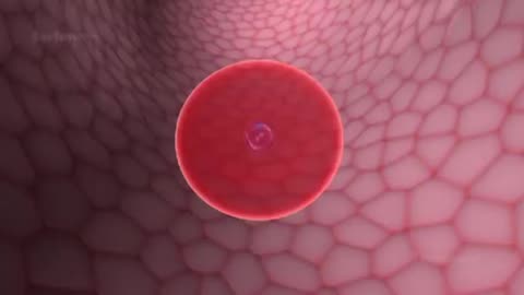 life cycle of malaria paracite in female anaphillies mosquito