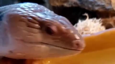 This cute blue-tongued lizard is a northern blue-tongued skink