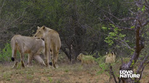 Wildlife Icons: Africa's Big Cats