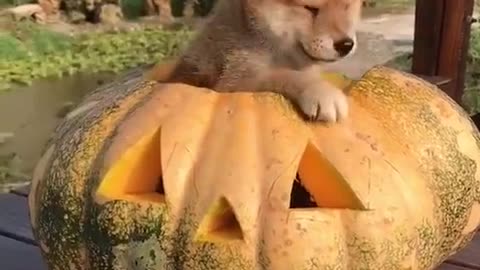 Dog inside a pumpkin !! 😱😱