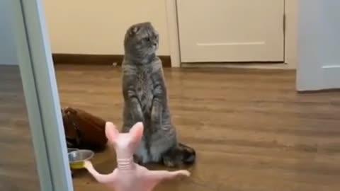 cat dancing