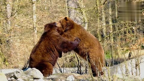 Big Best Red Bear fight ever! Animal and pet videos