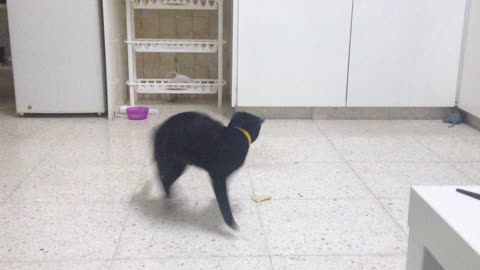 Karate cat goes into action