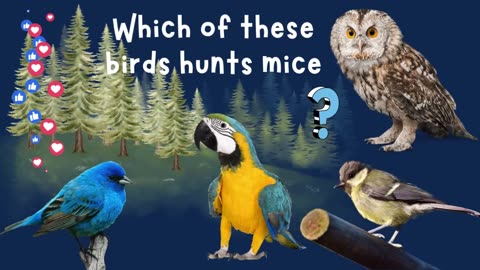 GUESS THE BIRDS | FACTS ABOUT BIRDS | QUIZ GAME FOR KIDS | GUESSING GAME #quiz #kidsgames #birds https://youtu.be/foXsQ45b16k