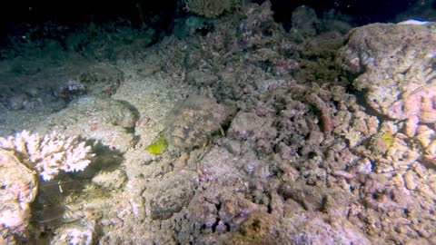 A lagosta chinelo é uma criatura oceânica de aparência pré-histórica