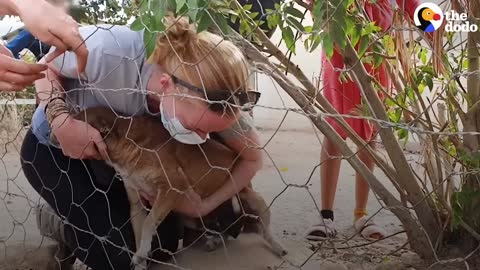 67_Stray Senior Dog Stayed Under A Tree To Hide From Humans The Dodo