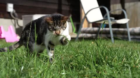 Blind Cat vs Outdoors