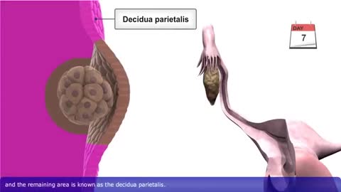 Development of human embryo