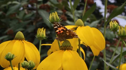 Butterfly Insect Blossom Bloom Nature Summer Wing