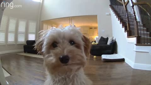 Mini Goldendoodle Puppy Gives Her Pet Dad Kisses on a Ring Cam｜RingTV