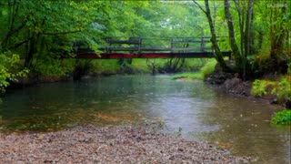 Ambient rainfall for relaxation and sleep 🌧 😴