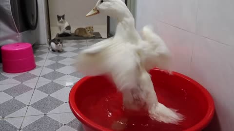 The kitten's reaction to watching the big duck take a bath for the first time