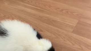 Pet Skunk Loves Whipped Cream